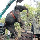 태국 사건사고 : 코끼리와 차량의 충돌로 6명 사망, 2명 부상 이미지