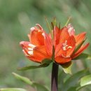 함께할개 사랑할개 이미지