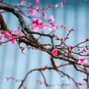 매화로 이미지