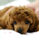 푸들푸들 이미지