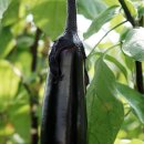 서수농장 이미지