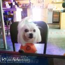 박여진애견미용실 이미지