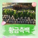 대성조경농원