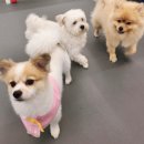 에덴 애견 유치원 호텔 이미지