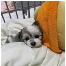아이러브독 강아지 부천점 이미지