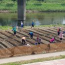 안양천(좌안) 이미지