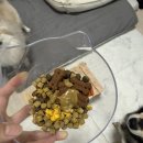 두리메디칼 | 강아지 심장 영양제 추천 급여 쉬운 보조사료 영양제