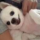 한포반점 | (내돈내산) 스탬푸드 스킨파우더 포메라니안 알로페시아 완치후기