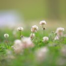 클로버 카카오 검색결과