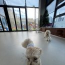 몽글몽글 애견유치원 이미지