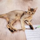 묘랑 고양이 전문호텔 이미지