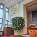 올리브나무 | 인조나무 주문 제작 설치까지, 서소문교회 인조 올리브나무 납품 후기