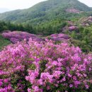 에델바이스화원 이미지