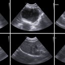 이노동물병원 이미지
