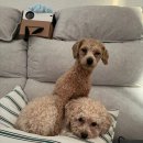 댕댕아 학교가자 | 오산애견카페 어디가 좋을까? 강아지 20마리 뛰노는 댕댕아 학교가자 방문 후기