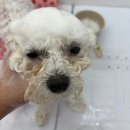 [삼송애견미용] 댕댕구름 비숑 신원마을애견미용 디자인컷 후기