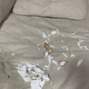 견복궁 | [김포애견유치원/운양동애견유치원/강아지유치원] 김포 강아지 유치원 견복궁 등원 후기