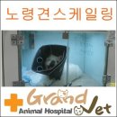 그랜드벳동물병원