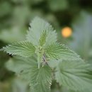 강북안정한의원 이미지