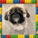 덕분에 행복하개 이미지