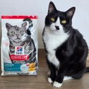 레오개발(주) | 힐스 고양이사료 어덜트 인도어치킨 루비가 환장하는 헤어볼 사료