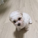 댕과댕빵 이미지