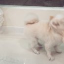 루루펫살롱 네이버블로그