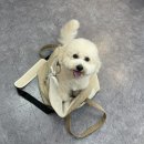 그루밍 블라썸 이미지