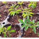 신가네농장 이미지