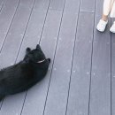 멜로우멘션 이미지