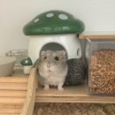 케이티메드(주) | 마음으로 낳아 지갑으로 기르는 중인 이몰리의 유토피아 ! 🐹 햄토피아 천안 불당점