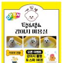 플러스애견미용실 이미지