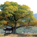 느티나무하우스 이미지