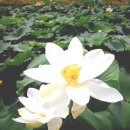 번암리 조천 연꽃공원2 이미지