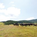 등대목장 이미지