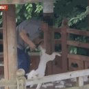 정자 반려견 이미지