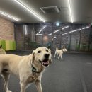 논현 켄넬 이미지