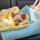 지에스25 당진읍내타운점 | (반려견 동반) 태안 독채 애견 펜션/ 실내 수영장 &#39;타운 1967&#39;