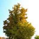 신전마을 이미지