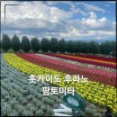 푸른농장 해바라기 | 홋카이도명소 비에이 후라노 팜토미타 라벤더 꽃구경 좋은 계절과 즐기는 꿀팁