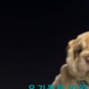 강아지공작소 이미지
