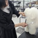 응암애견 이미지