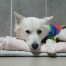 더 퍼피즈 블루 오션 쿡 이미지