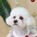 어안이 멍멍 이미지