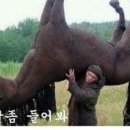 비바비차 이미지