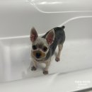 난이꾸꾸 애견미용실 이미지