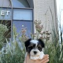 금비켄넬 이미지