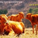 황소가든 이미지