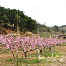 복사꽃피는마을 이미지