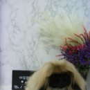 아모르디 이미지